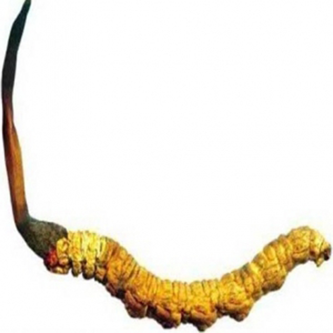 keo nhan sam xtreme candy chinh hang my cho quy ong hien dai 2018 le 15 vien anh 005