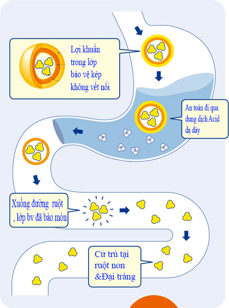 men vi sinh bifina japan gold ex 30 goi tri dai trang tieu hoa anh 5